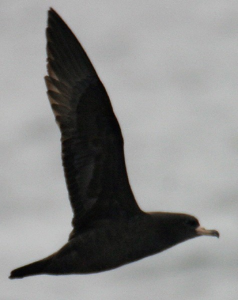 Flesh-footed Shearwater